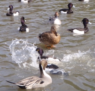 Daijobu Kamo among other ducks